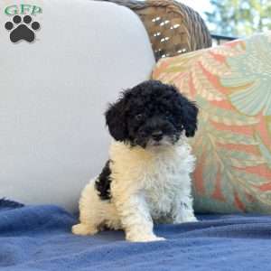 Snoopy, Miniature Poodle Puppy