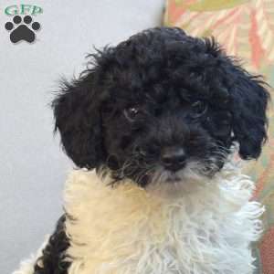 Snoopy, Miniature Poodle Puppy