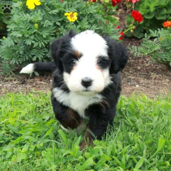 Snowball, Mini Bernedoodle Puppy