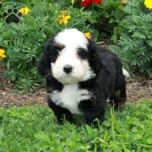 Snowball, Mini Bernedoodle Puppy