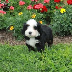 Snowball, Mini Bernedoodle Puppy