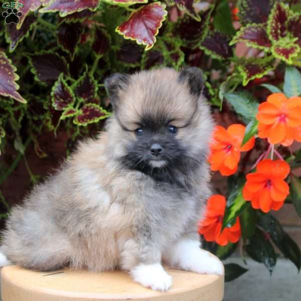 Socks, Pomeranian Puppy