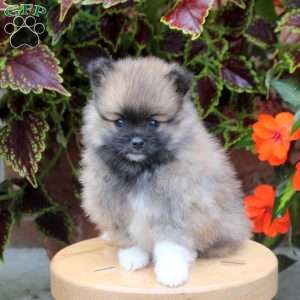Socks, Pomeranian Puppy