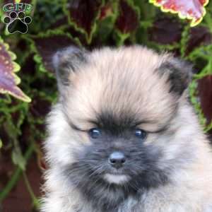Socks, Pomeranian Puppy