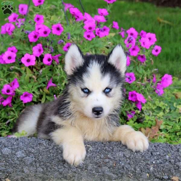 Soldier, Siberian Husky Puppy