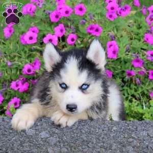 Soldier, Siberian Husky Puppy
