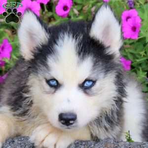 Soldier, Siberian Husky Puppy