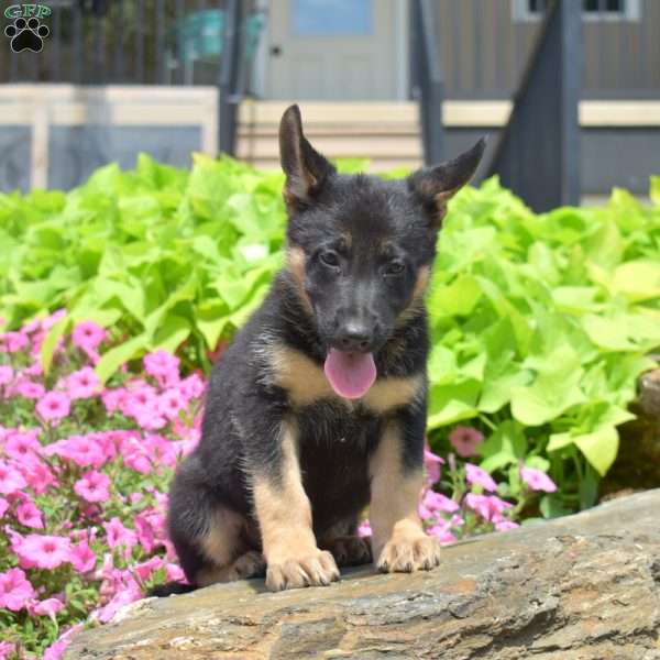 Sonic, German Shepherd Puppy
