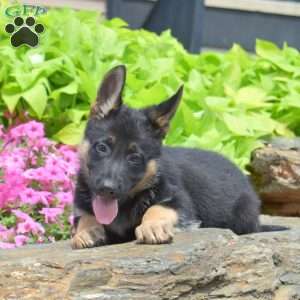 Sonic, German Shepherd Puppy