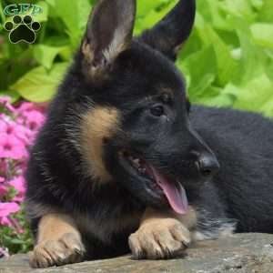 Sonic, German Shepherd Puppy