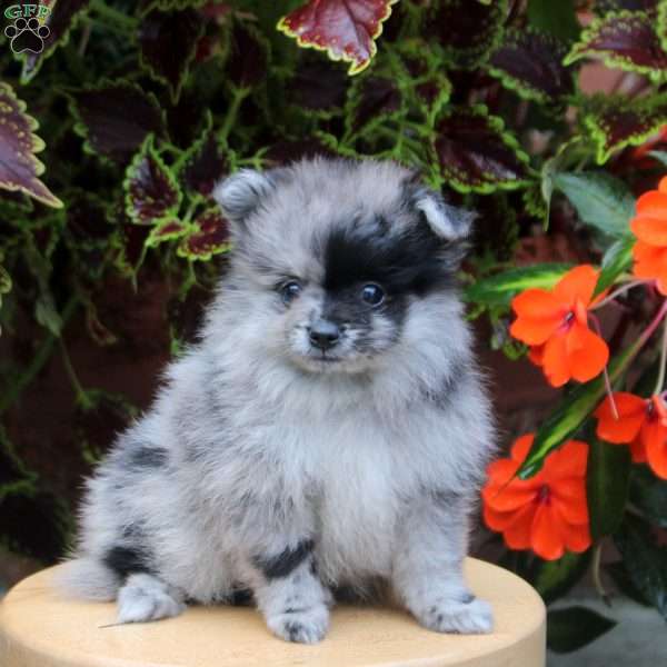 Sonny, Pomeranian Puppy