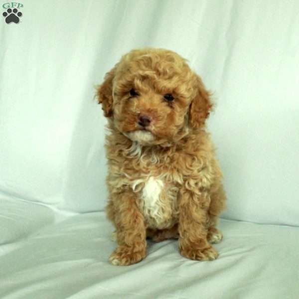 Sonny, Toy Poodle Puppy