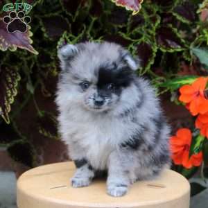 Sonny, Pomeranian Puppy