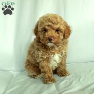 Sonny, Toy Poodle Puppy