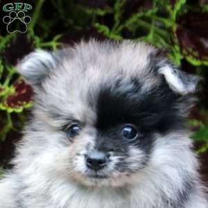 Sonny, Pomeranian Puppy