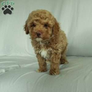 Sonny, Toy Poodle Puppy