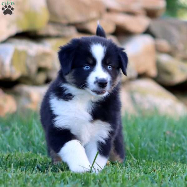 Sonya, Miniature Australian Shepherd Puppy