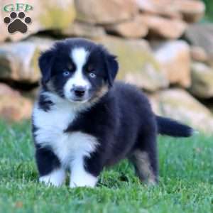 Sonya, Miniature Australian Shepherd Puppy