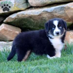 Sonya, Miniature Australian Shepherd Puppy