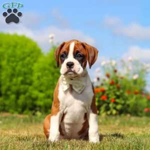 Sophie, Boxer Puppy
