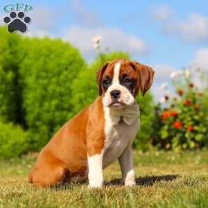 Sophie, Boxer Puppy