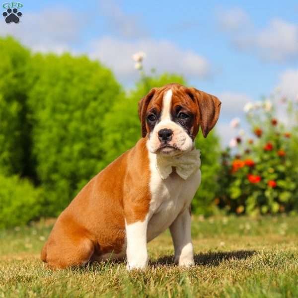 Sophie, Boxer Puppy