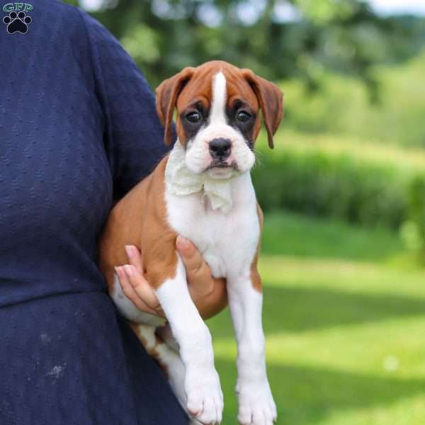 Sophie, Boxer Puppy