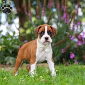 Sophie, Boxer Puppy