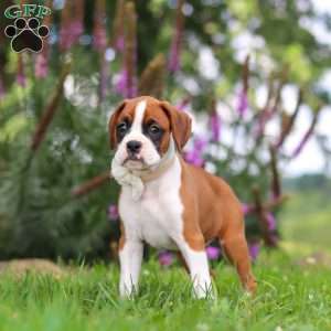 Sophie, Boxer Puppy
