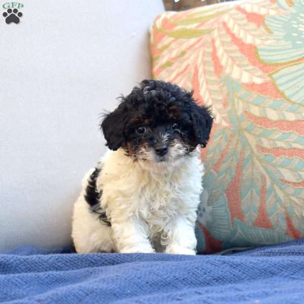 Sophie, Miniature Poodle Puppy
