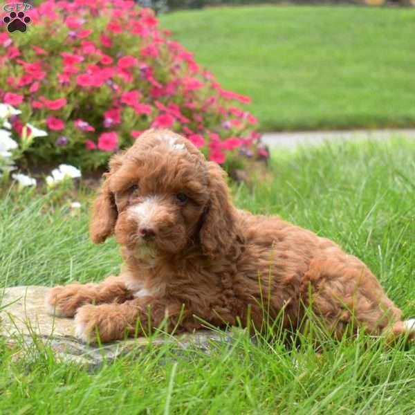 Sophie, Mini Goldendoodle Puppy