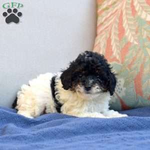 Sophie, Miniature Poodle Puppy
