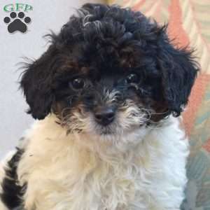 Sophie, Miniature Poodle Puppy