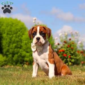 Sophie, Boxer Puppy