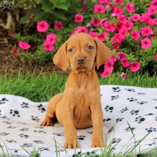 Sparkle, Vizsla Puppy