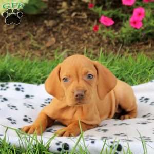 Sparkle, Vizsla Puppy