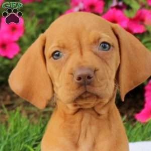 Sparkle, Vizsla Puppy