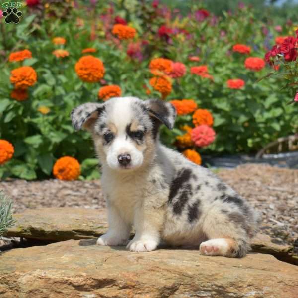 Sparkle, Pembroke Welsh Corgi Puppy