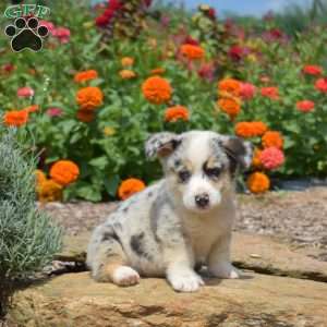 Sparkle, Pembroke Welsh Corgi Puppy