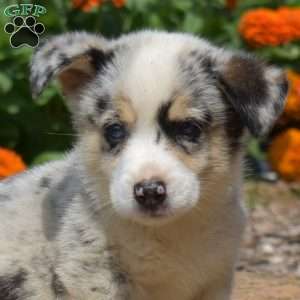 Sparkle, Pembroke Welsh Corgi Puppy