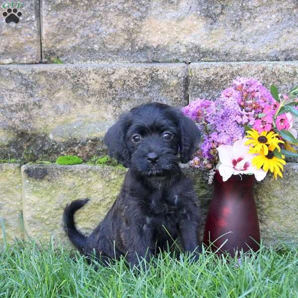 Sparkles, Miniature Poodle Mix Puppy
