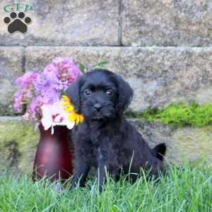 Sparkles, Miniature Poodle Mix Puppy