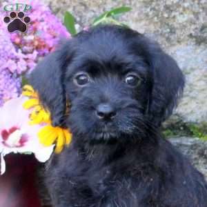Sparkles, Miniature Poodle Mix Puppy