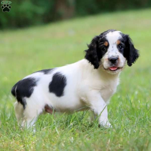 Sparky, English Springer Spaniel Puppy