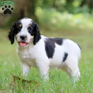 Sparky, English Springer Spaniel Puppy