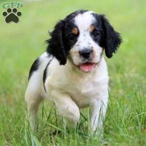 Sparky, English Springer Spaniel Puppy