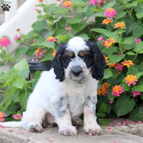 Sparrow, Springerdoodle Puppy
