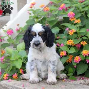 Sparrow, Springerdoodle Puppy