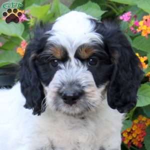 Sparrow, Springerdoodle Puppy
