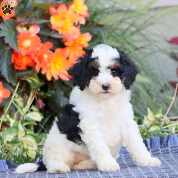 Spice, Miniature Poodle Puppy
